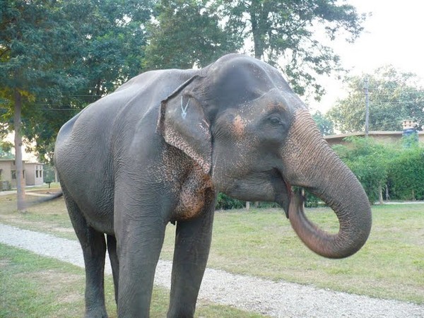 Un des éléphants de la reserve
